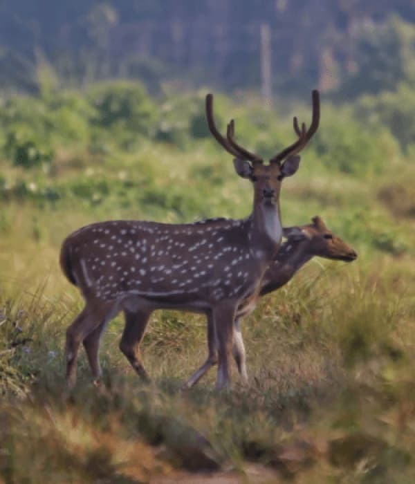 Chitwan Jungle Safari